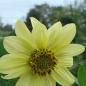 Helianthus giganteus 'Sheila's Sunshine' fleur
